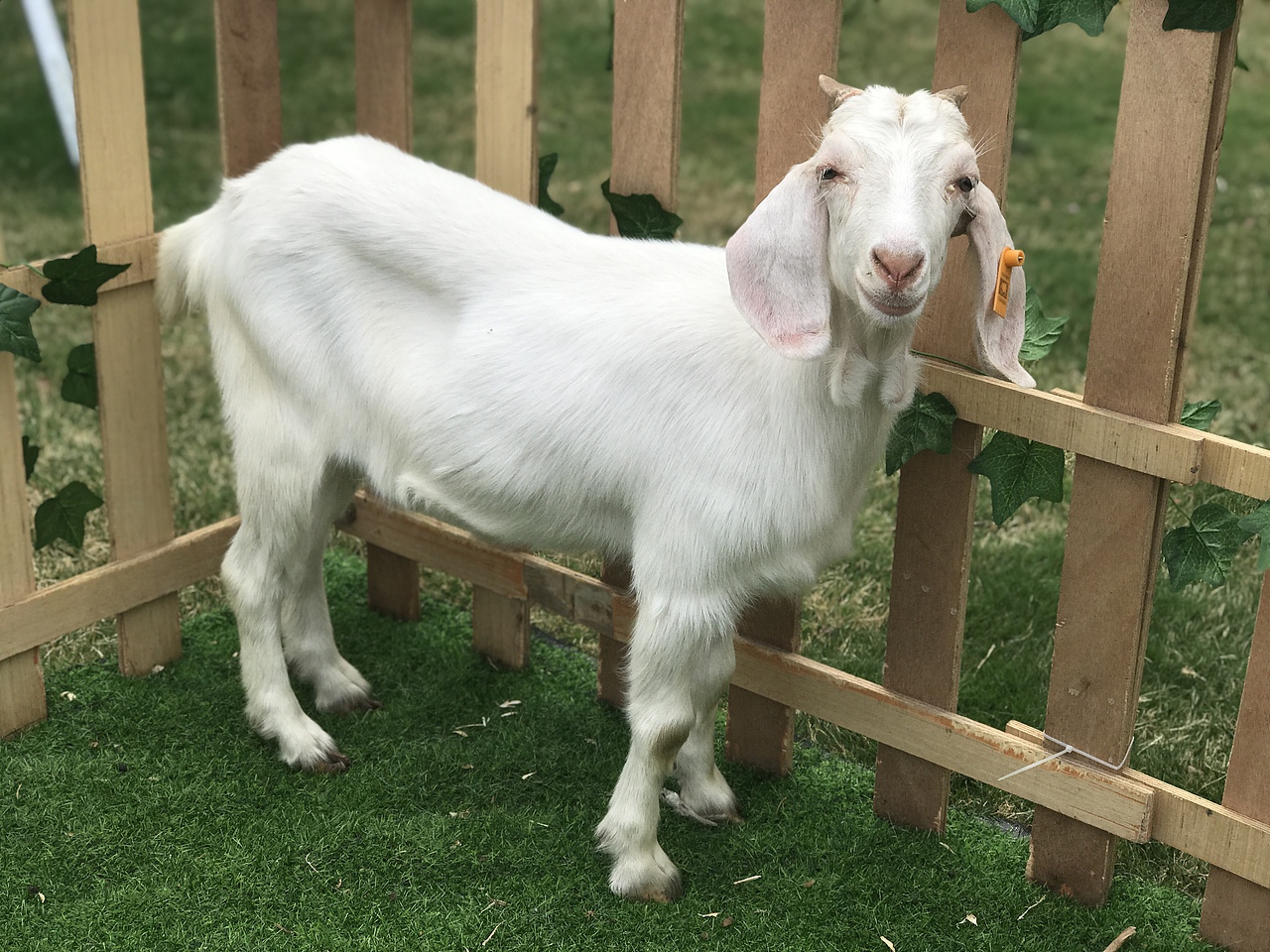 萌宠百鸟展（万达广场）（图ZMjA1NTU2MDc2） - 人文/纪实摄影 - 站酷设计师放狼的小羊原创素材 - 站酷ZCOOL