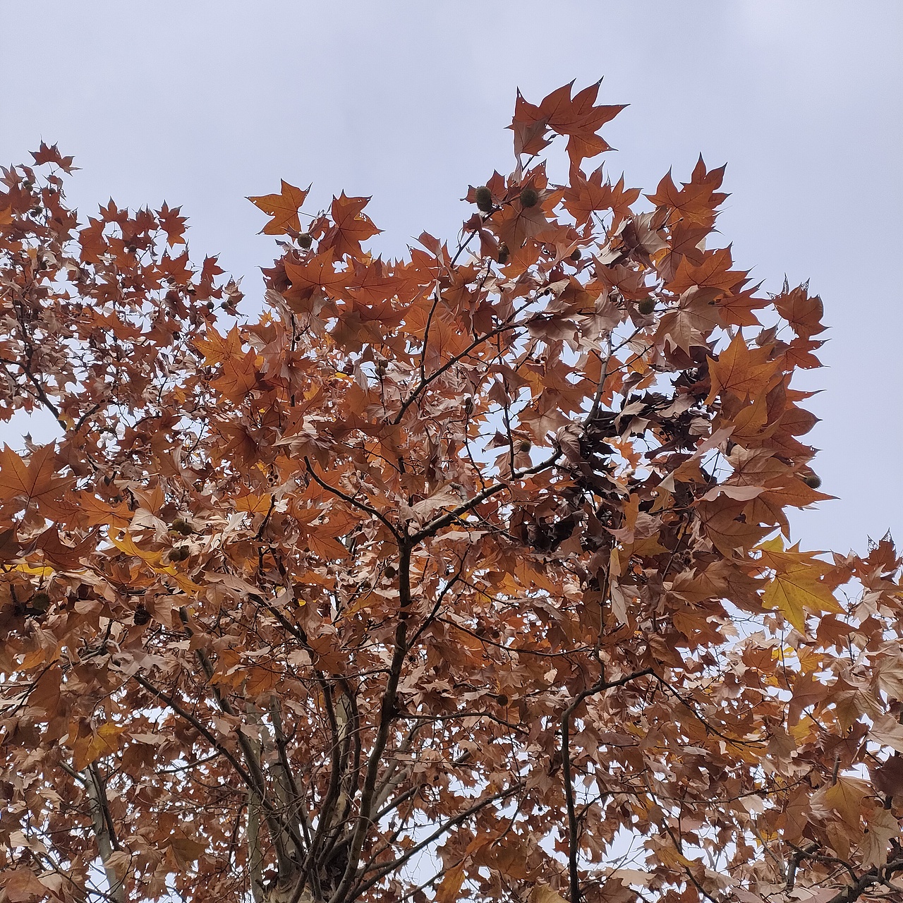 冬天里秋天的影子