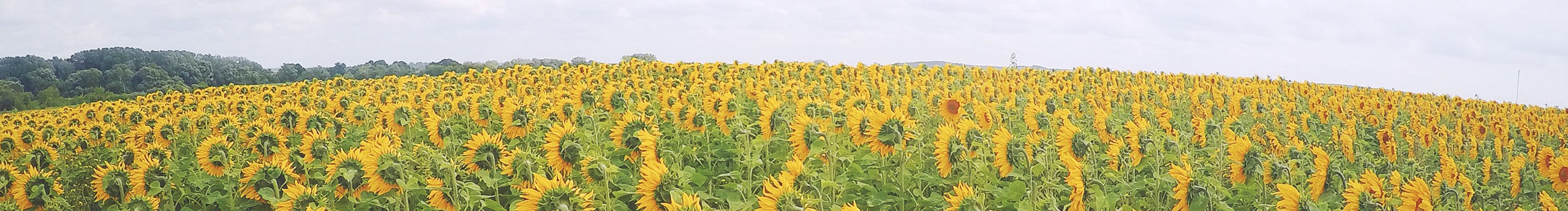 大喵zier的個人主頁（封面預覽） - 主頁封面設置 - 站酷設計師大喵zier原創(chuàng)素材 - 站酷ZCOOL