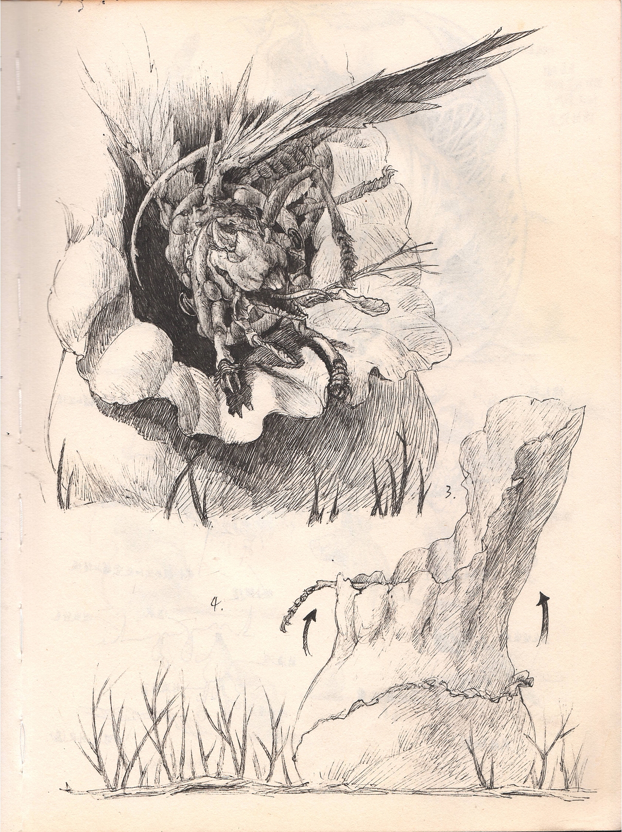 卡桑德拉生物志