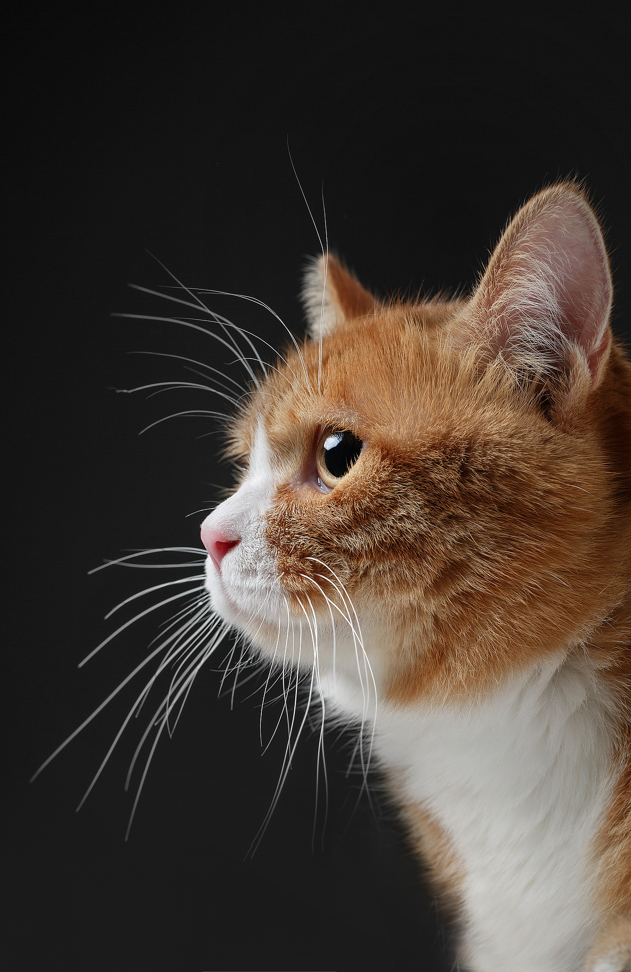 【動物照相館】合集