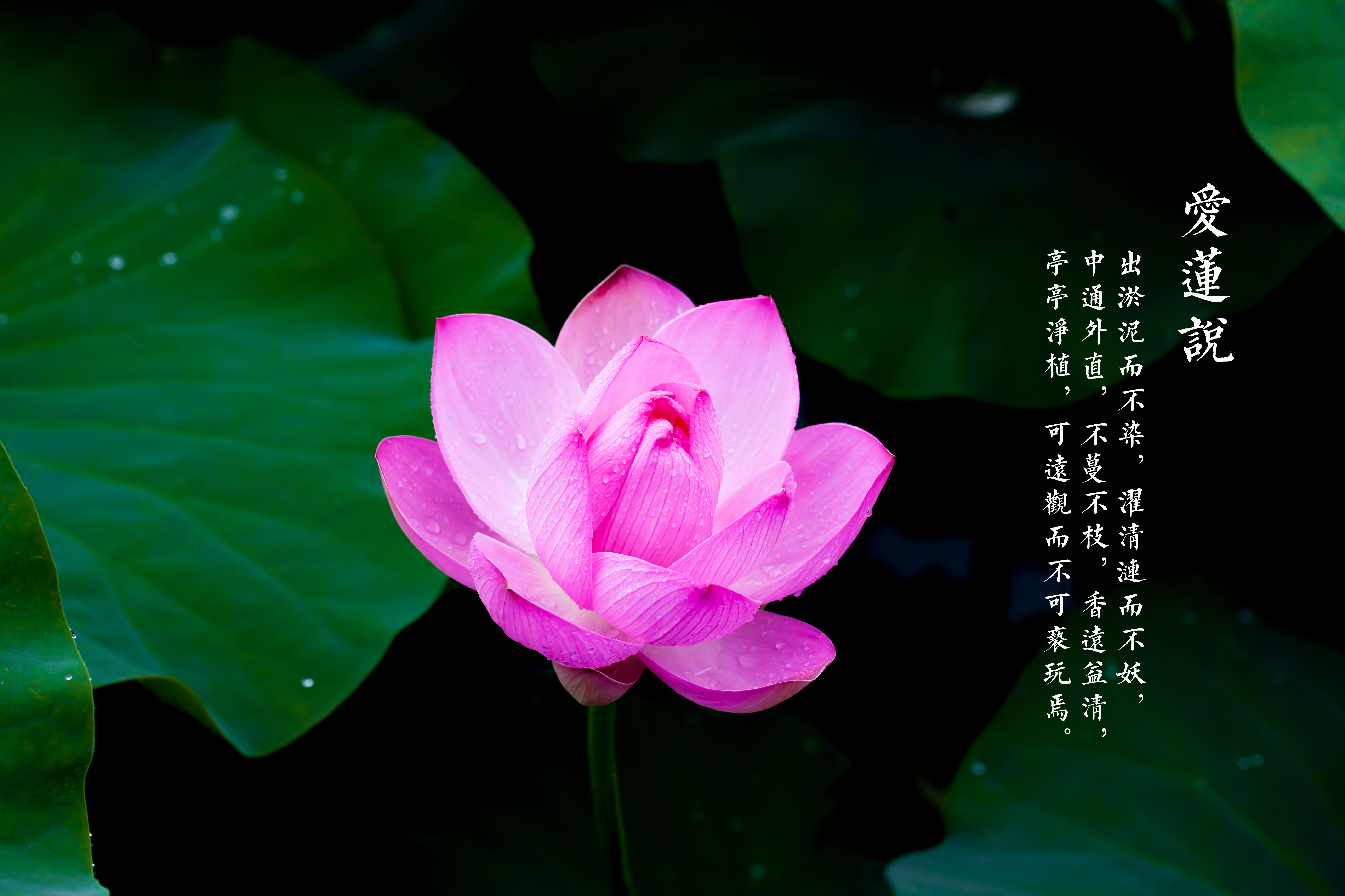 好字体带设计起飞