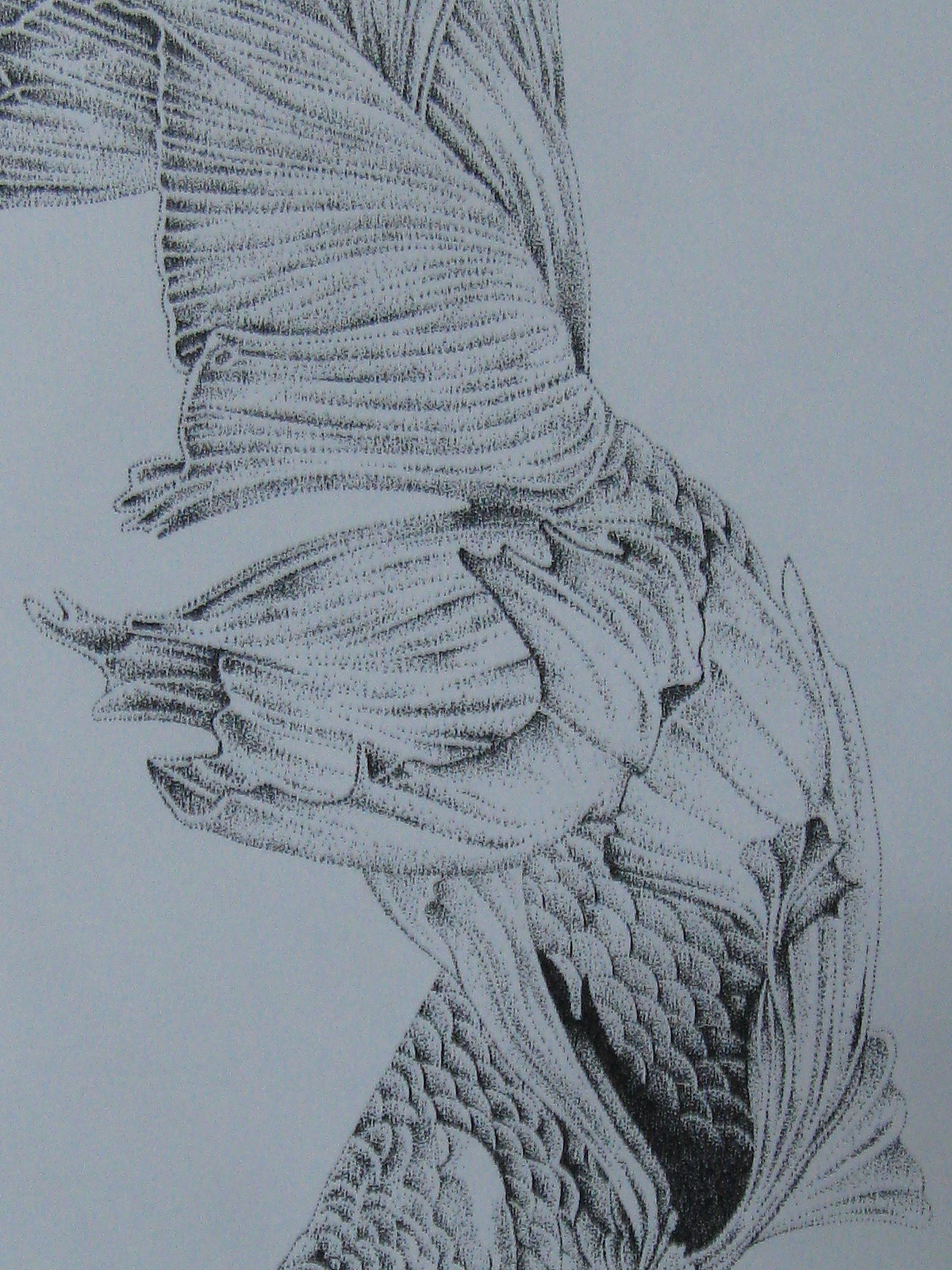 楚歌钢笔画-双鱼（点画）55*40cm（图ZMTU5MzYxODg=） - 绘画 - 站酷设计师楚歌76原创素材 - 站酷ZCOOL