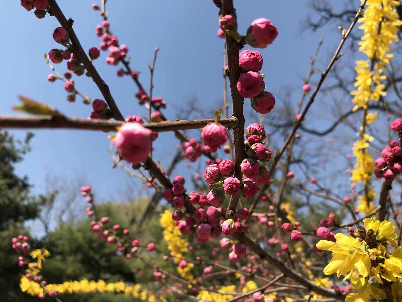 杨飞。苹果前置摄影（图ZMTU0MTczODU2） - 产品摄影 - 站酷设计师杨飞业余摄影原创素材 - 站酷ZCOOL