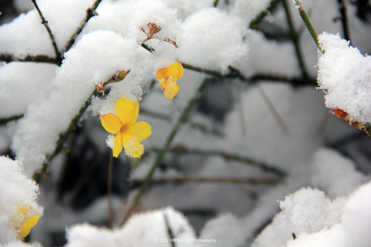 《 瑞雪迎春 》