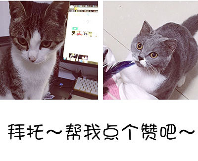 猫咪两幅（图ZNTYxODI5Mjg=） - 主题/皮肤 - 站酷设计师冰箱怪原创素材 - 站酷ZCOOL