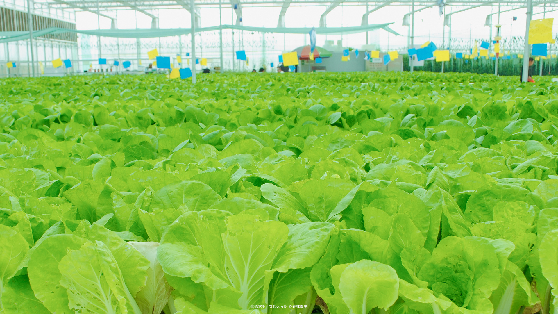 新鲜辣椒 农民市场 打开空气 绿色 红色 农业 生产 成分图片下载 - 觅知网