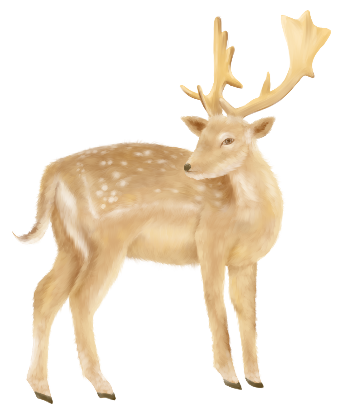 梅花鹿写实插画