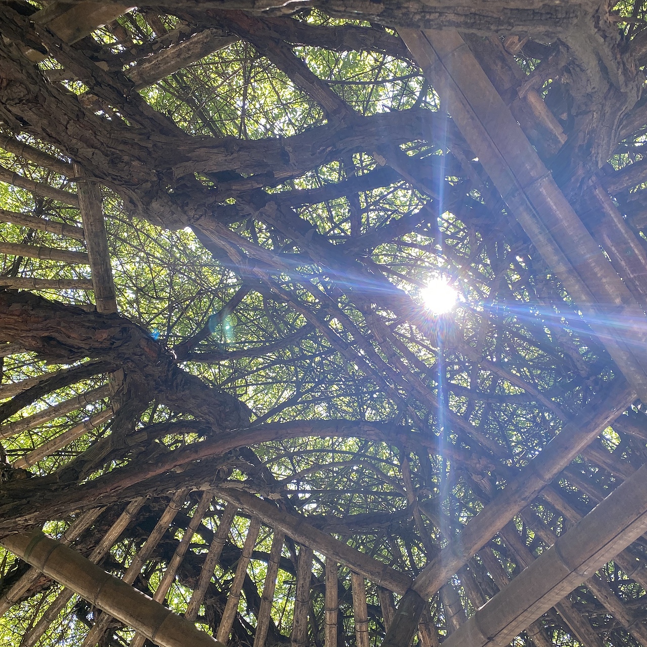 苏州拙政园的晴天