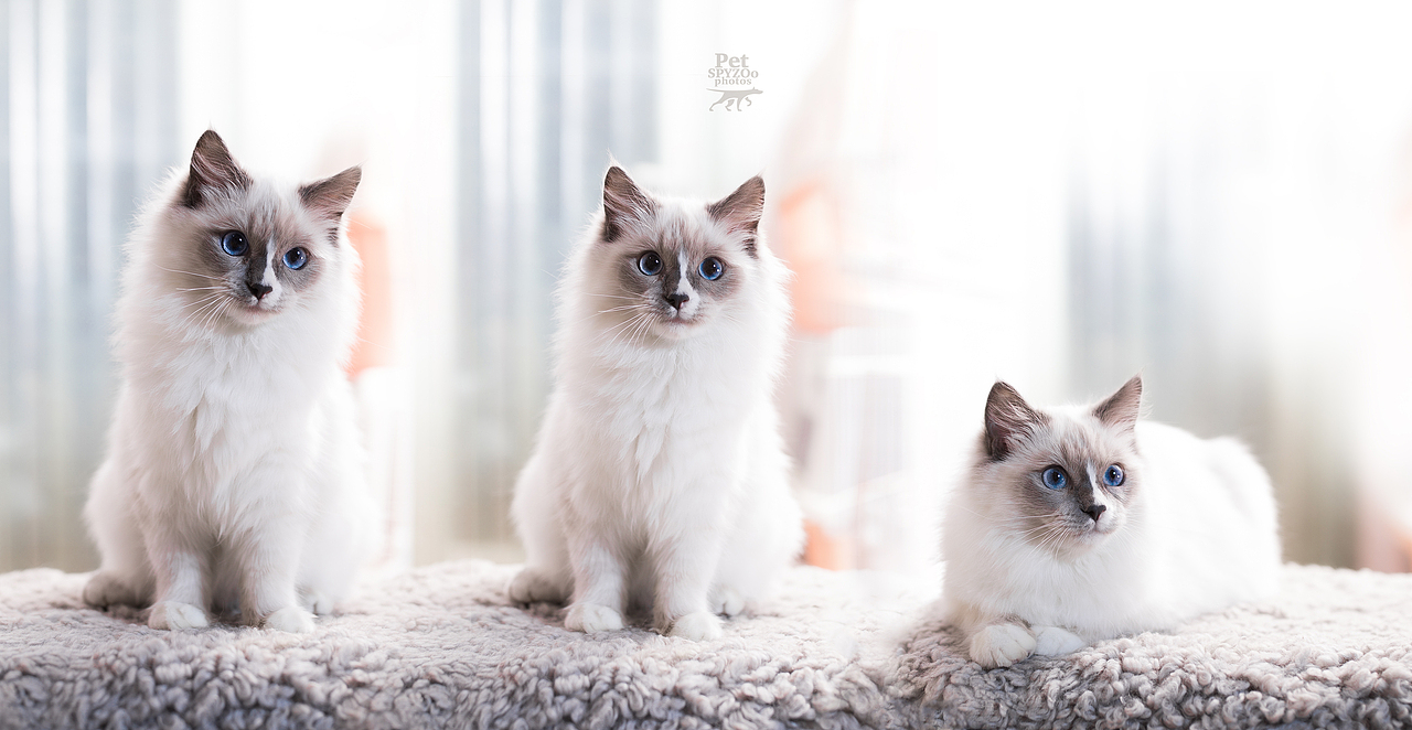 冬日布偶 宠物摄影spyzoo