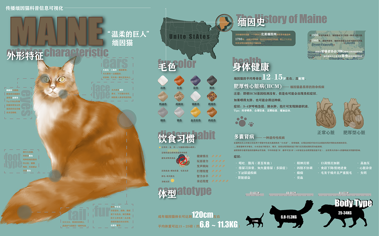 缅因猫-信息可视化