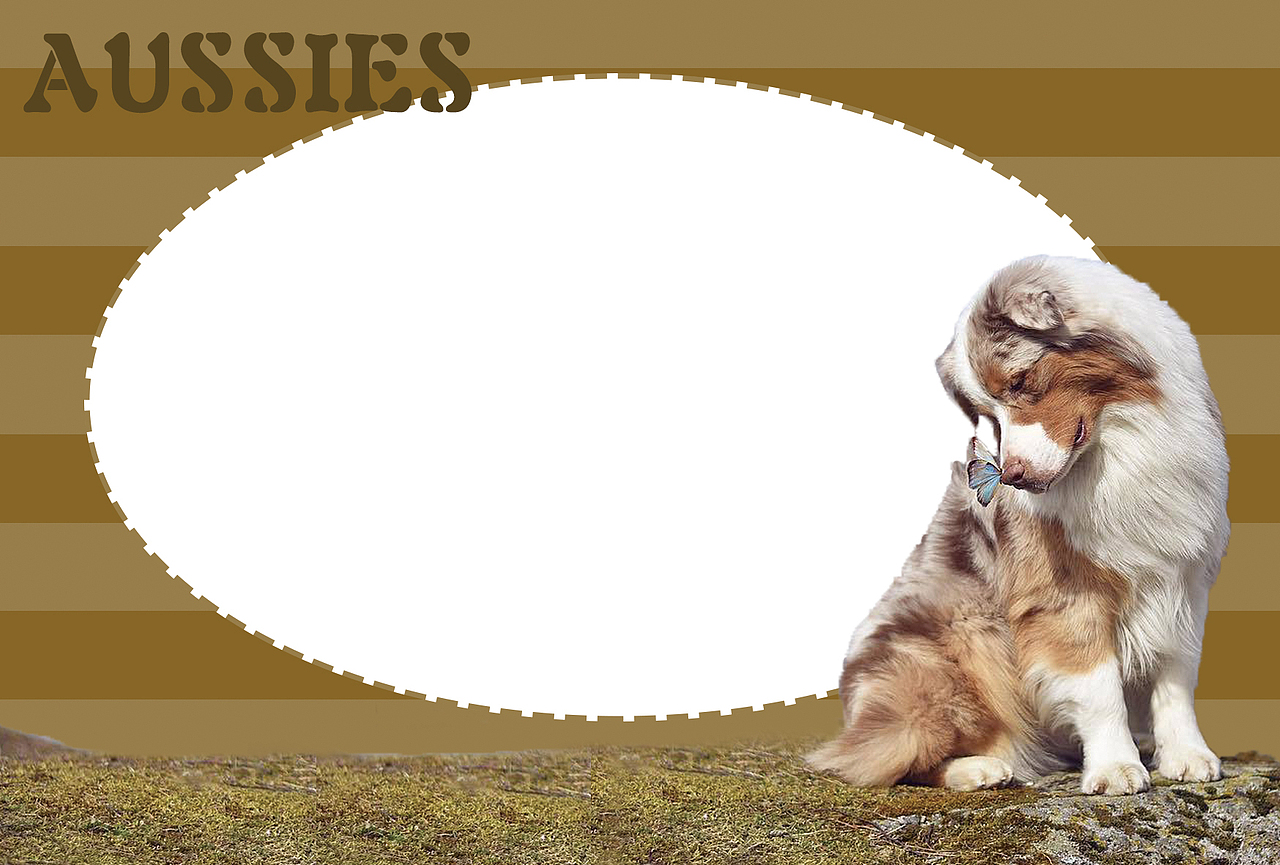 尝试——赛犬展示3