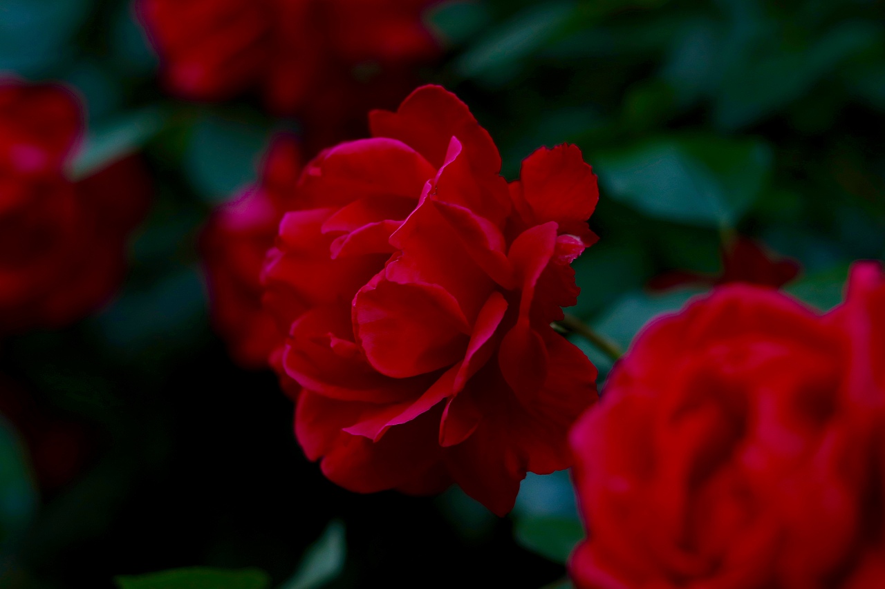 属于月季花的季节（图ZMTE1MzAxNDA4） - 风光摄影 - 站酷设计师冰无漪原创素材 - 站酷ZCOOL