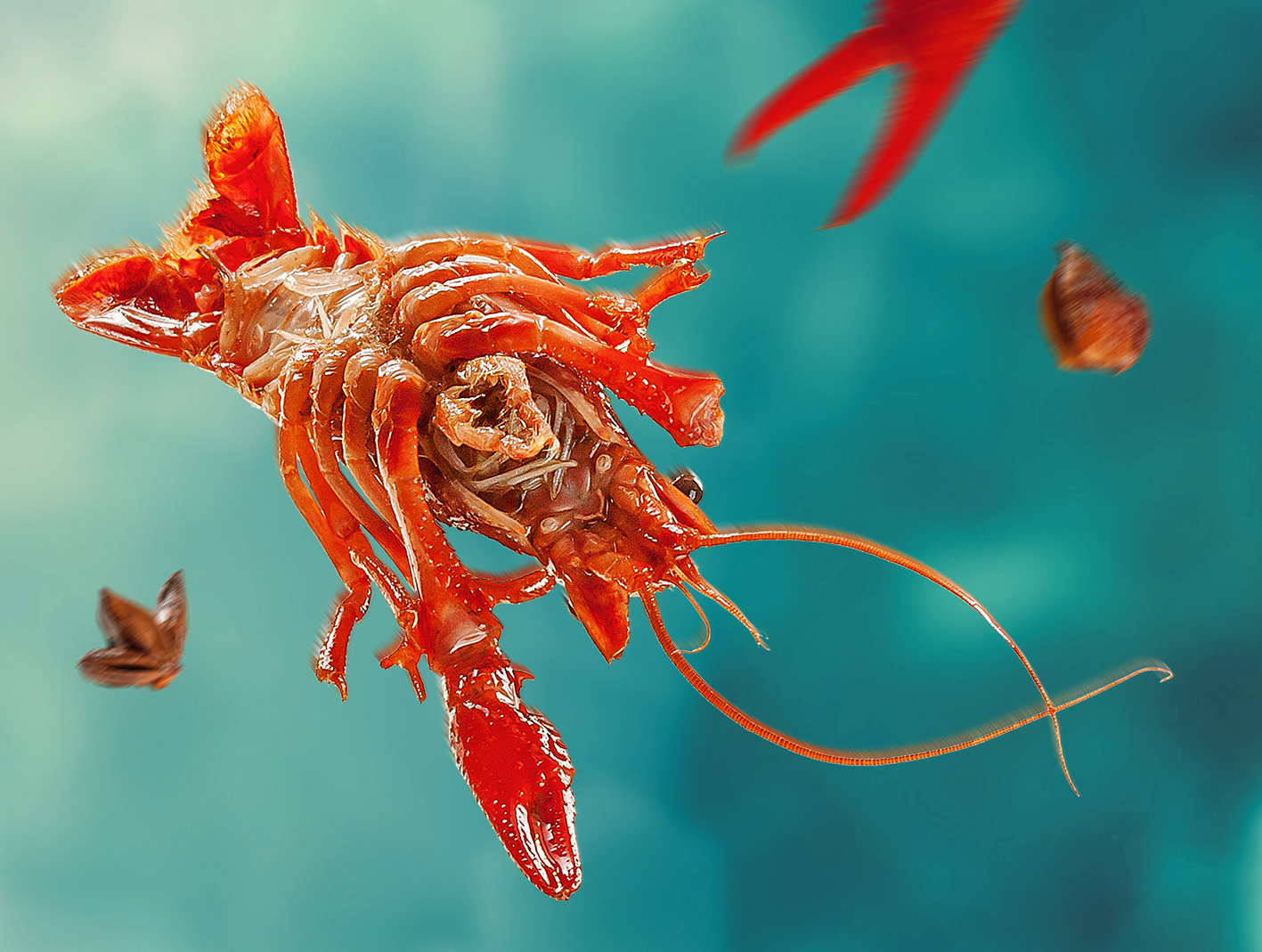 来个龙虾合成照 龙虾摄影 美食摄影