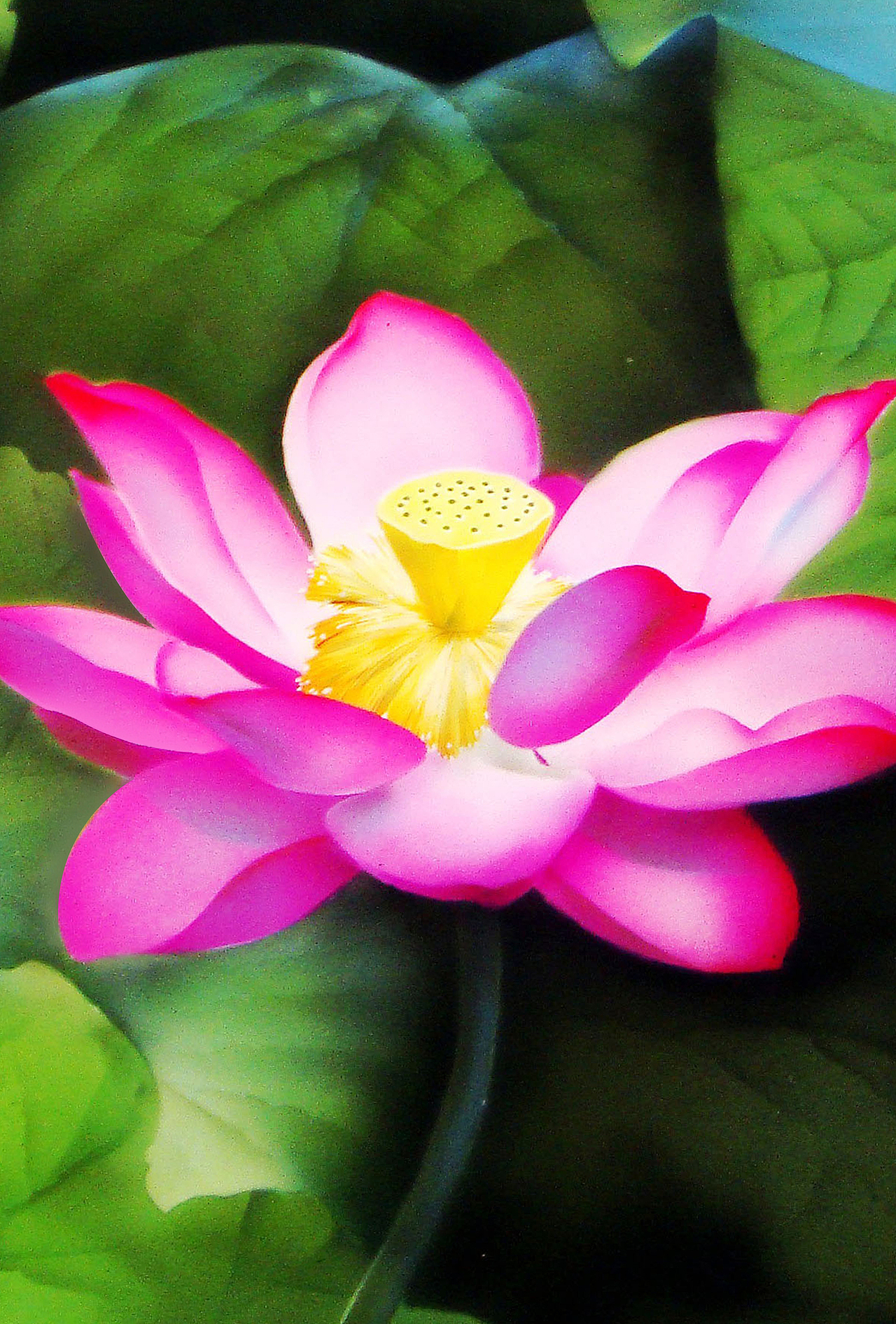 喷绘“荷花”,漆版画“孔雀”