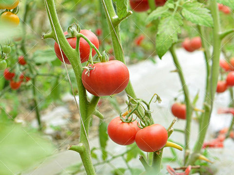 有机蔬菜