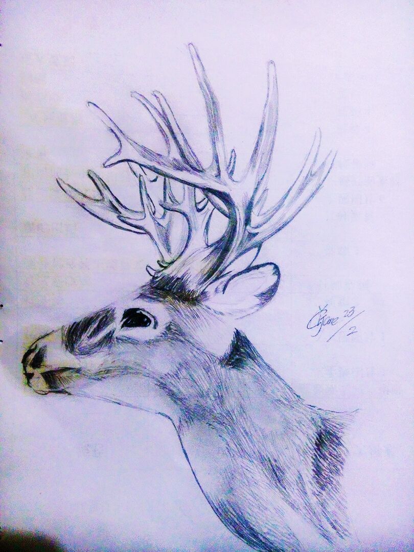 麋鹿手绘铅笔画图片