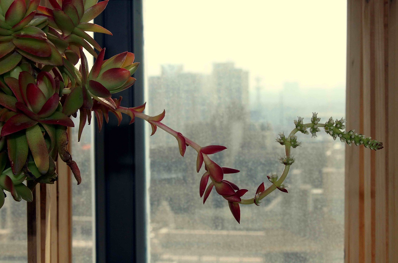 渐入佳境的多肉