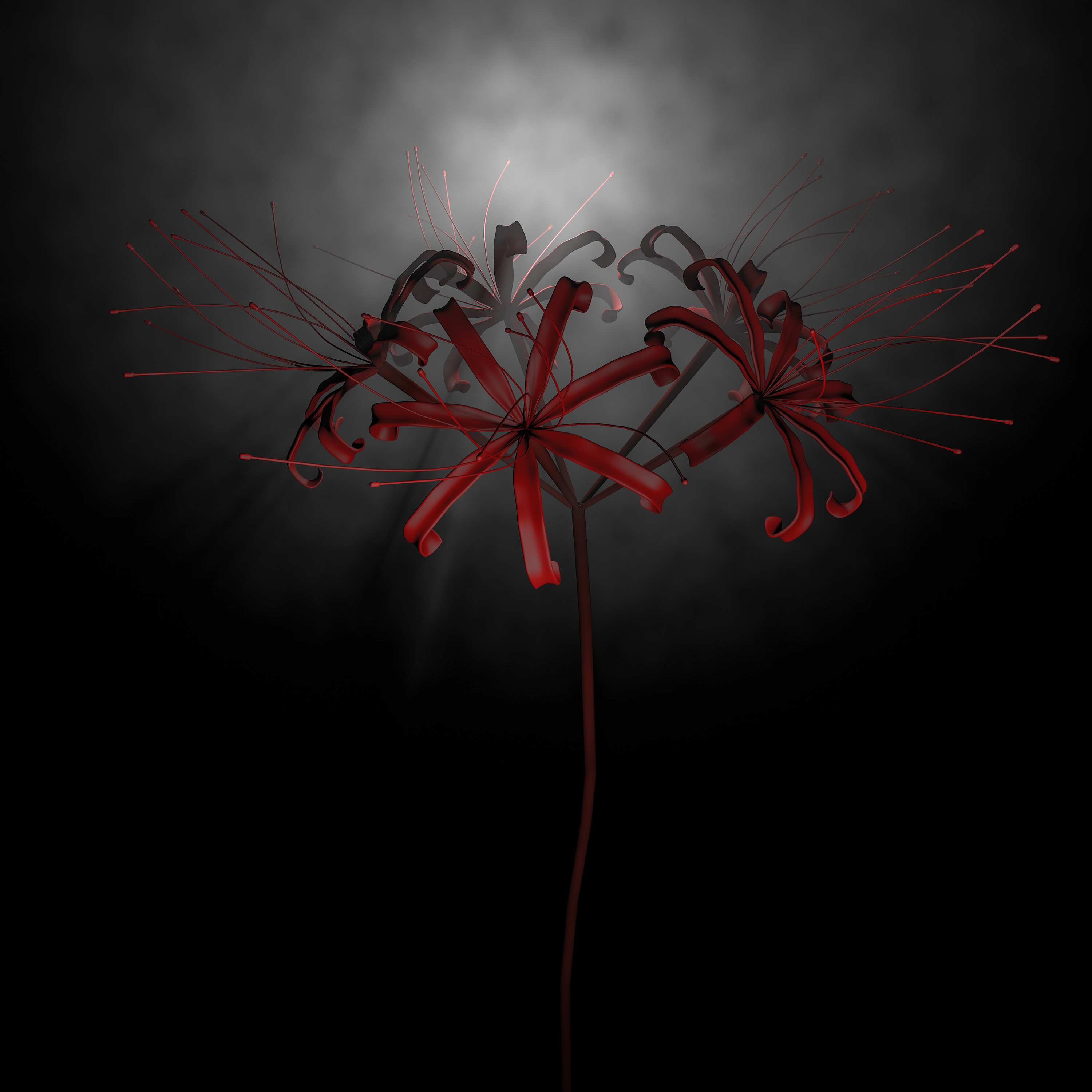 彼岸花——c4d每日打卡 45/365