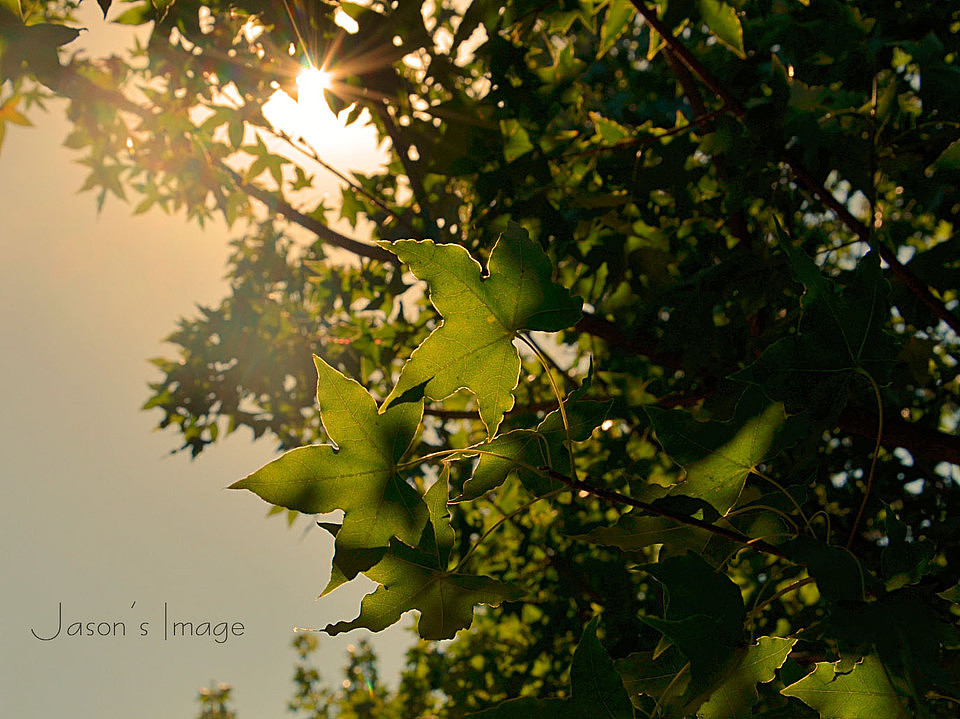 花花草草（图ZNDc0OTMzMjg=） - 风光摄影 - 站酷设计师fakejason原创素材 - 站酷ZCOOL