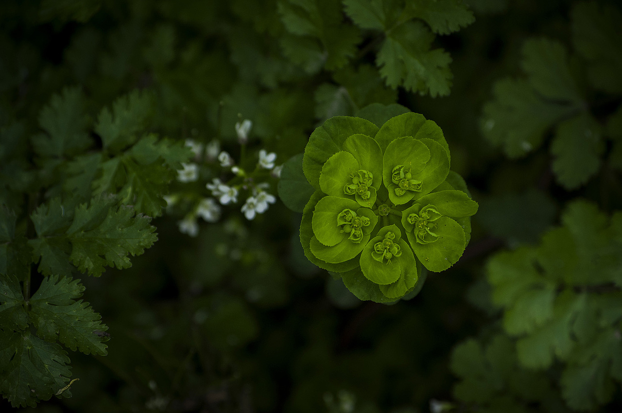 年年岁岁花相似 岁岁年年人不同