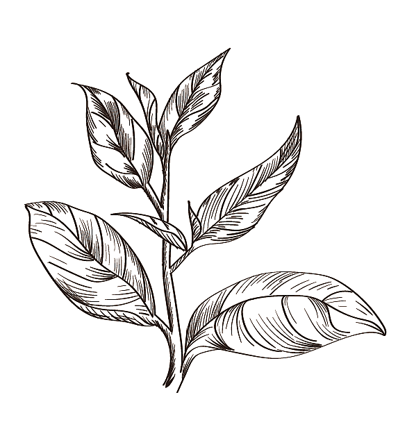 黑白线描 已商用（图ZMTExODg5NjQw） - 商业插画 - 站酷设计师五仁_原创素材 - 站酷ZCOOL