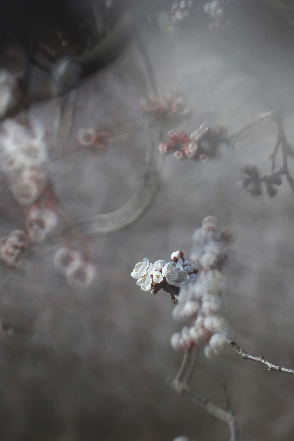 悄然而至的春天