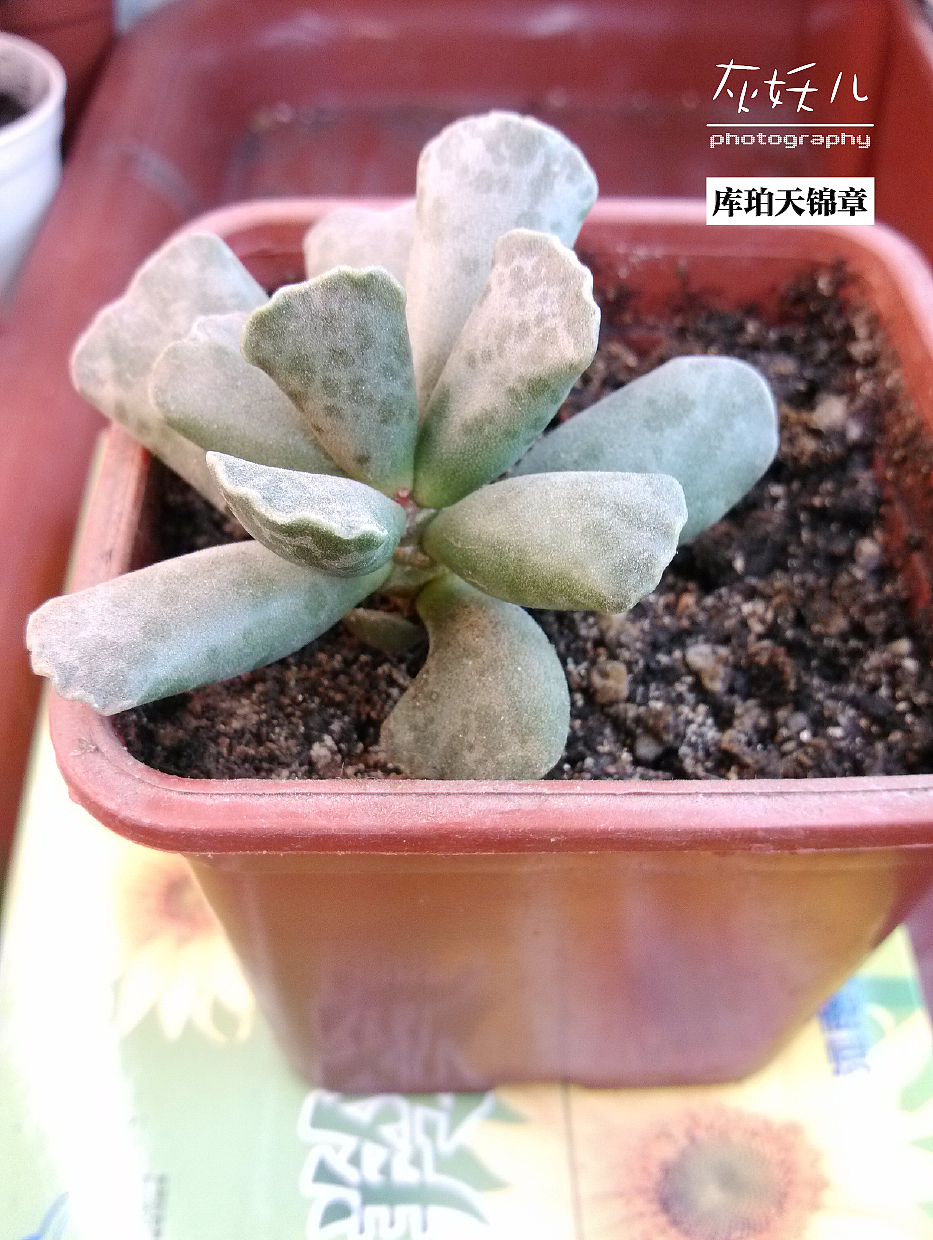 我家美丽的多肉植物（图ZOTU0NTkzMg==） - 其他摄影 - 站酷设计师灰妖儿原创素材 - 站酷ZCOOL