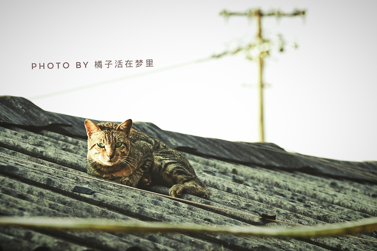 小城生活。（图ZMTM2OTkxNDA4） - 宠物摄影 - 站酷设计师橘子活在梦里原创素材 - 站酷ZCOOL