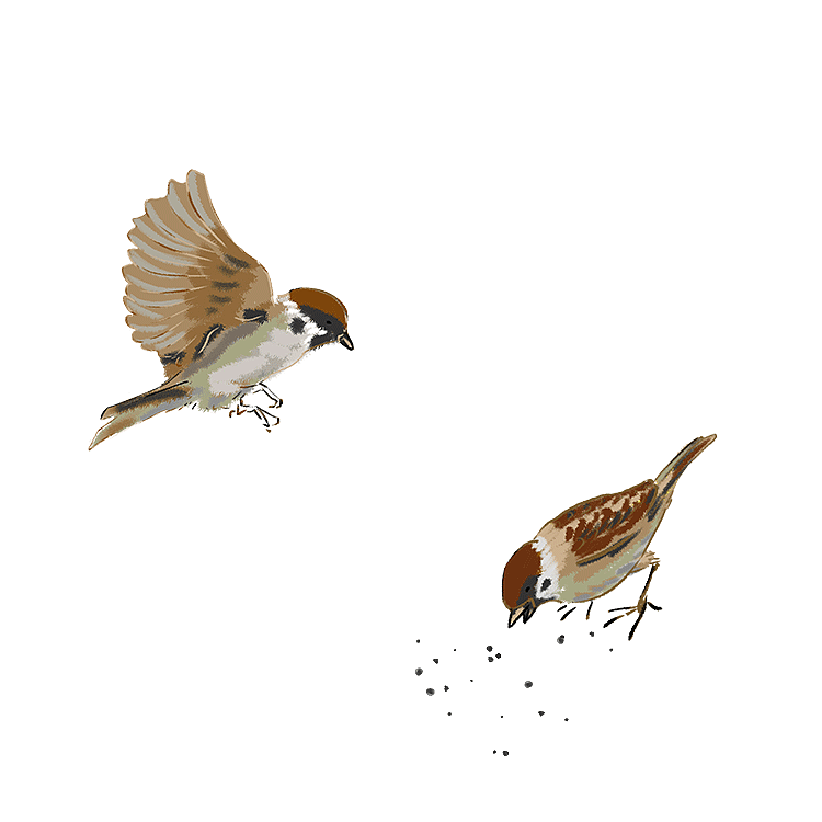 麻雀鸟小鸡啄米图