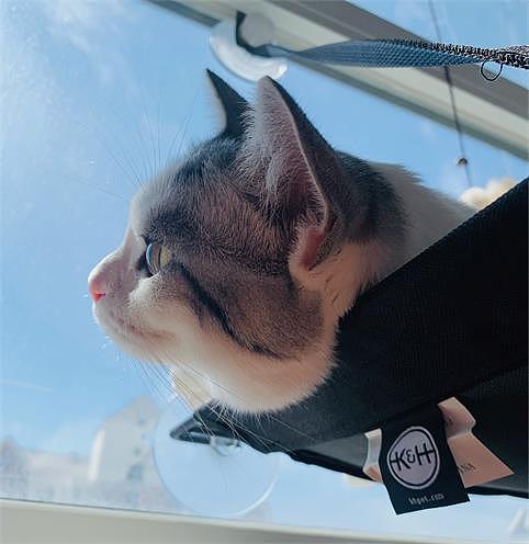 胖喵春花4（图ZMjcyMTg1NTA0） - 网络表情 - 站酷设计师MAO猫苏SU原创素材 - 站酷ZCOOL