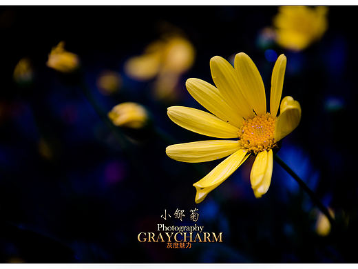 小邹菊