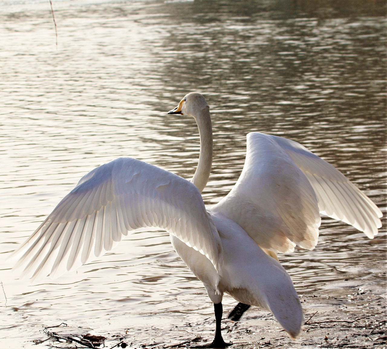 白天鹅（图ZMzYxNzg1MjQ4） - 风光摄影 - 站酷设计师HJK去缺氧的拉萨原创素材 - 站酷ZCOOL