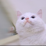 一只鹿可的头像