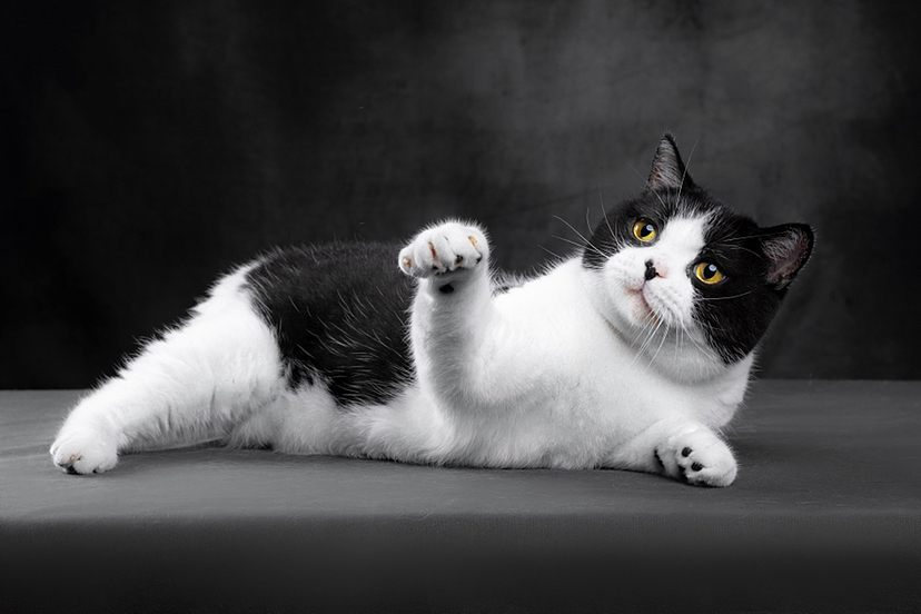 黑白奶牛猫肖像