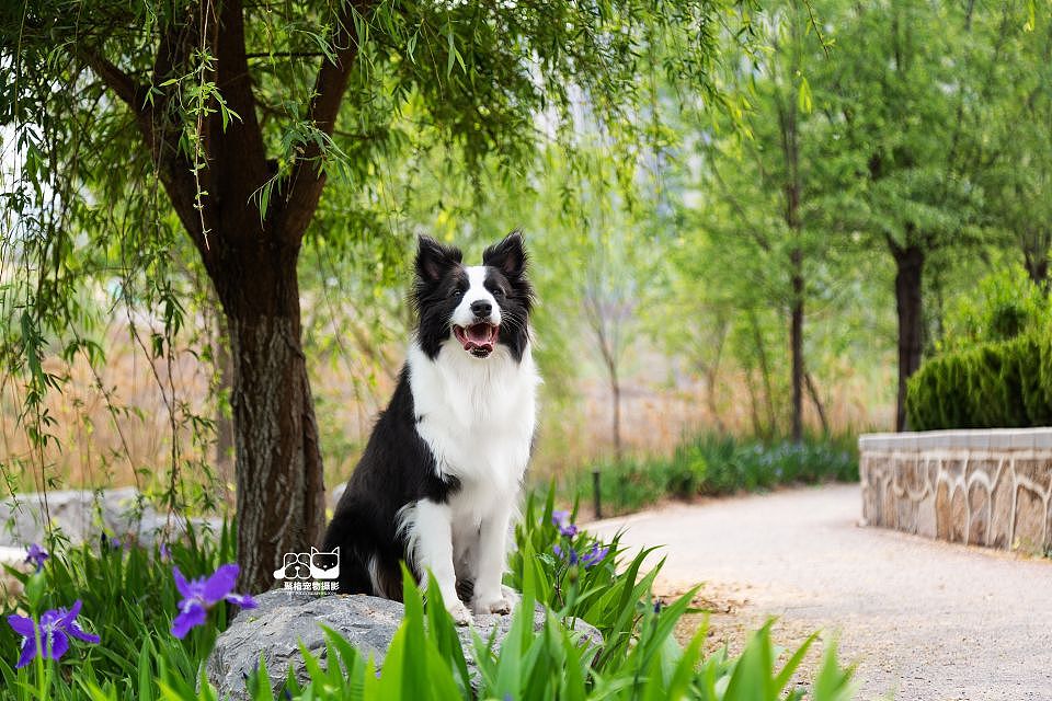 边牧妈妈和她的宝宝们