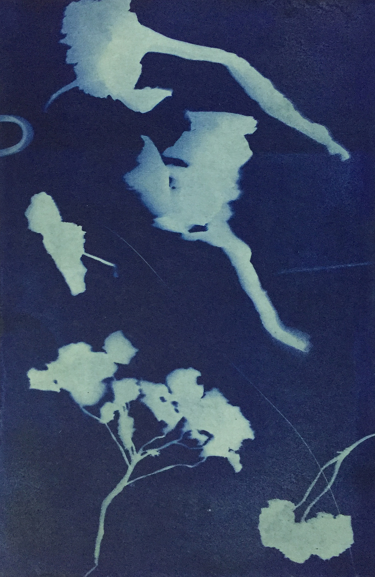 Cyanotype 蓝晒（图ZNTgyMTIxNjA=） - 图案 - 站酷设计师fangfangzhou原创素材 - 站酷ZCOOL