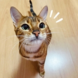 五片叶子的绿萝的头像