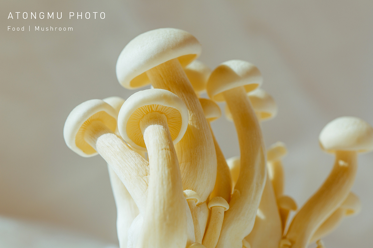 白底白玉菇两颗白玉菇切开白玉菇蘑菇菌类菌菇图片免费下载 - 觅知网