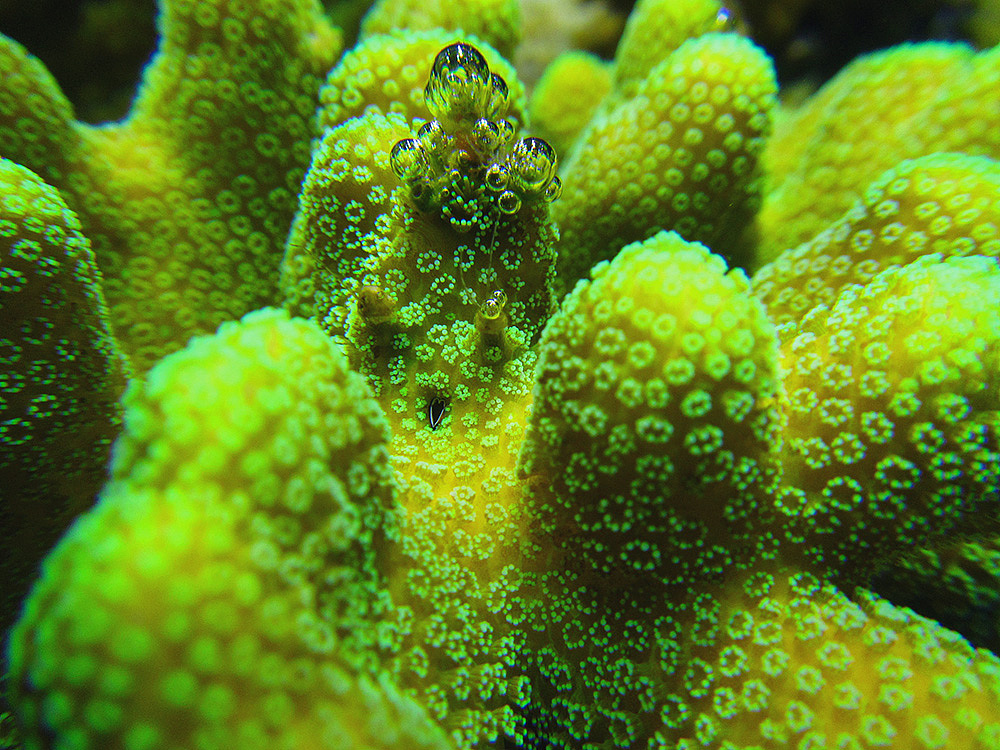 我又来拍海底世界了！（图ZNTI5NzA0NjA=） - 宠物摄影 - 站酷设计师盛夏回望原创素材 - 站酷ZCOOL