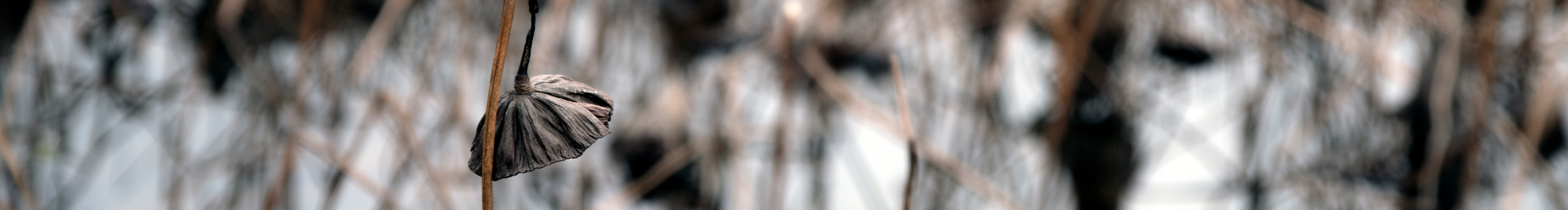 Xvhui_Chan的个人主页（封面预览） - 主页封面设置 - 站酷设计师Xvhui_Chan原创素材 - 站酷ZCOOL