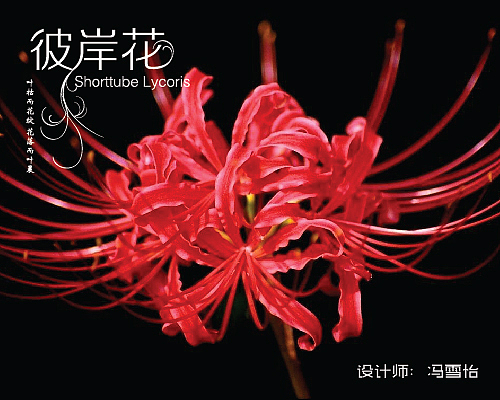 字体设计（图ZNTg2ODQ2NTY=） - 字体/字形 - 站酷设计师冯雪怡原创素材 - 站酷ZCOOL