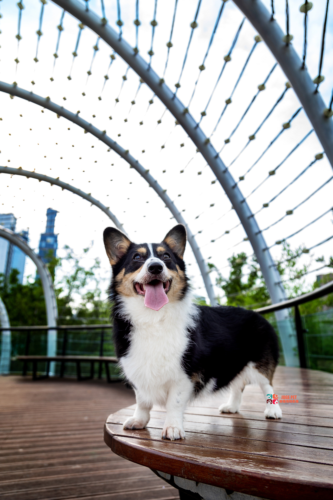 宠物摄影|柯基犬全套欣赏（图ZMzA4MTg2MjIw） - 宠物摄影 - 站酷设计师聚格宠物原创素材 - 站酷ZCOOL