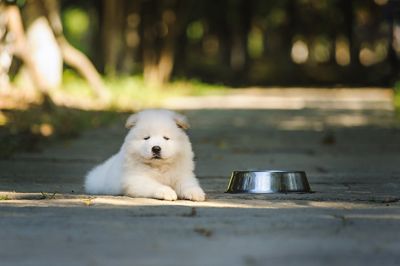 【均木纪实宠物摄影】记,一群松萨的奶汪们第一次郊游
