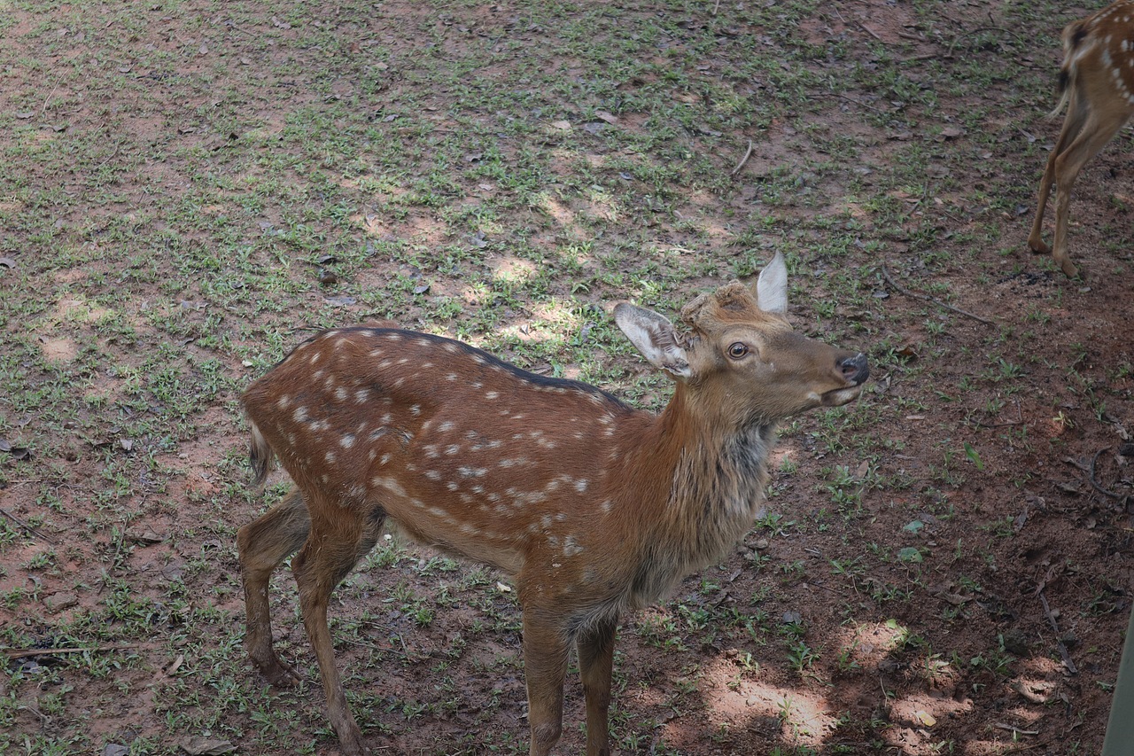动物园里的他们