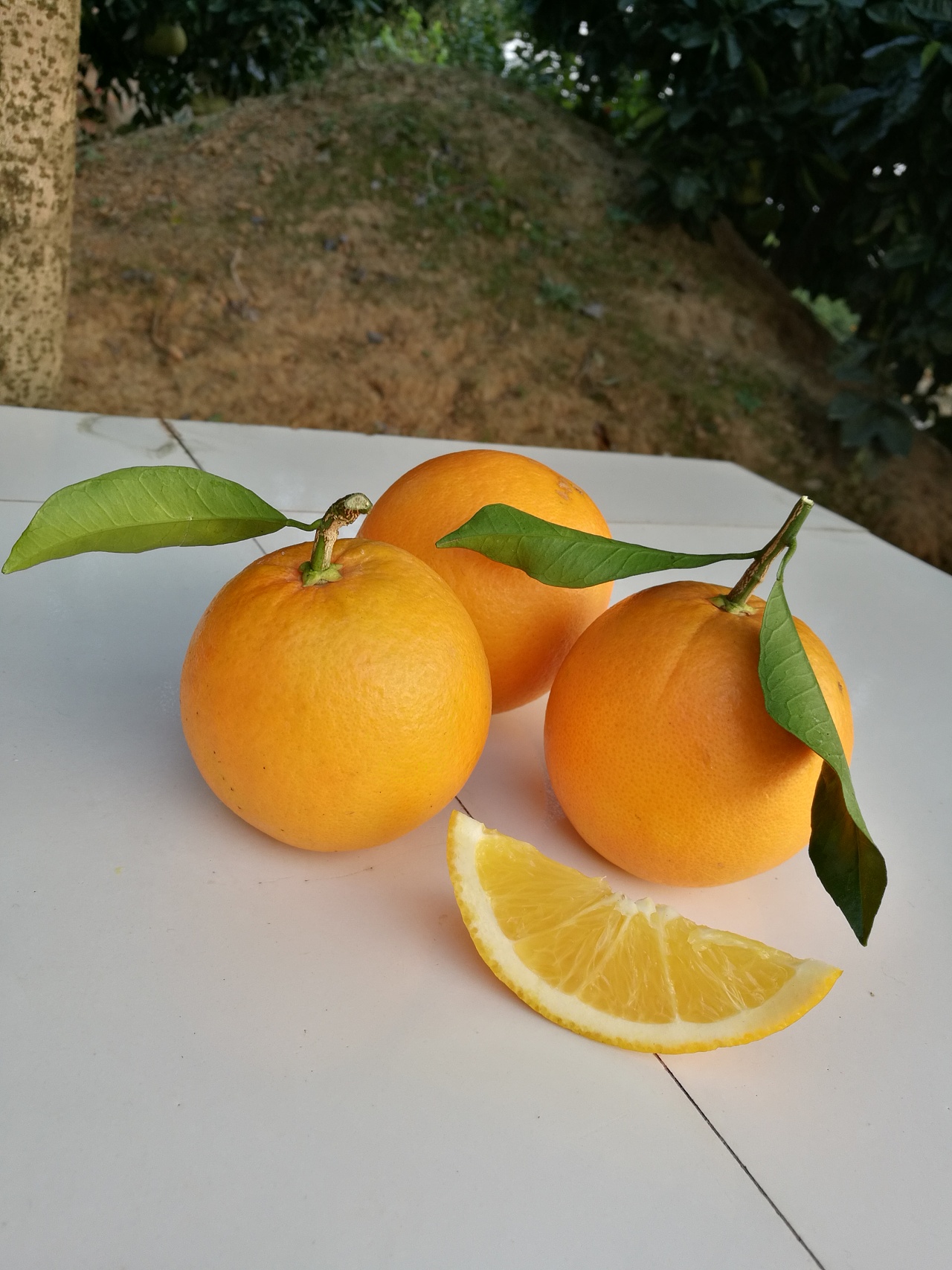 一组橙子的拍摄|摄影|静物|一念无心 - 原创作品 - 站酷 (ZCOOL)