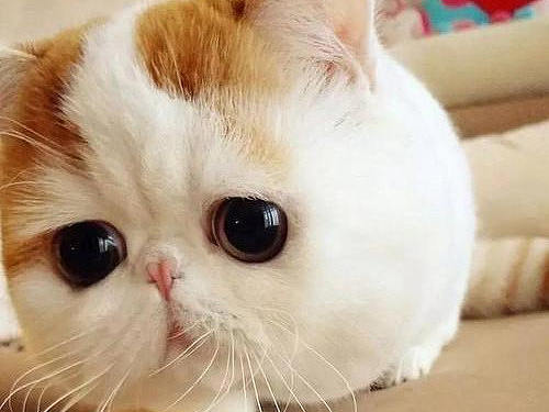 一个萌猫的APP