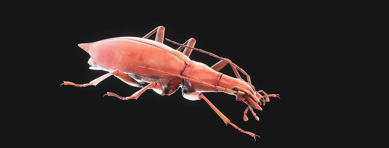 INSECT | REPRODUCTION