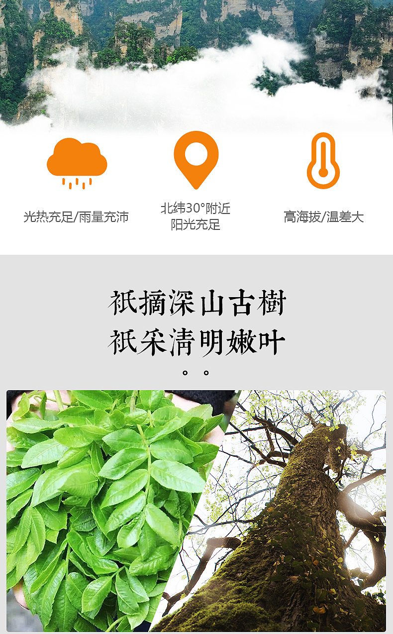 详情页青钱柳茶