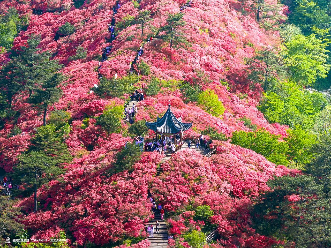 麻城龟峰山杜鹃花（图ZMzQxODI1ODM2） - 风光摄影 - 站酷设计师摄影豆豆先森ONE原创素材 - 站酷ZCOOL